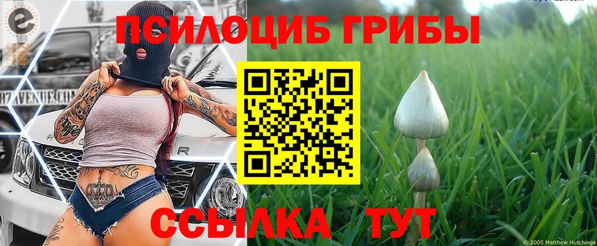 как найти   Вход с VPN  Галлюциногенные грибы Psilocybine cubensis  Рубцовск  Псилоцибиновые грибы Cubensis 